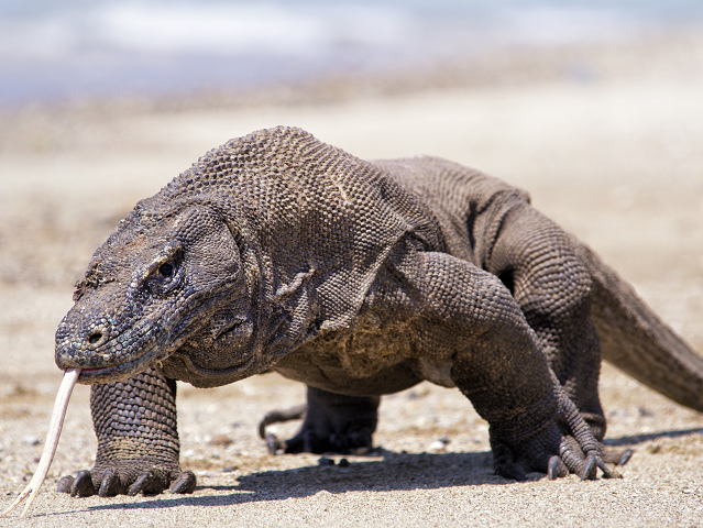 Komodo varaan Indonesie
